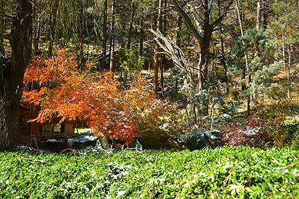 Forest Houses, November 2015